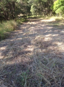 first hay cut in slasher rows