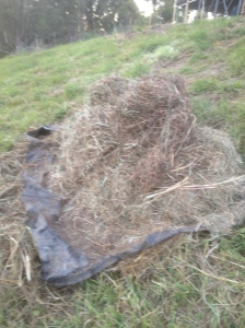 first hay stacked for composting